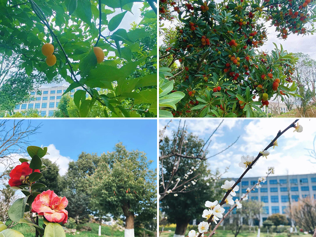 植樹(shù)節(jié)|守護(hù)綠色家園的秘密武器！